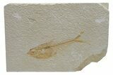 Fossil Fish (Diplomystus) - Green River Formation #224654-1